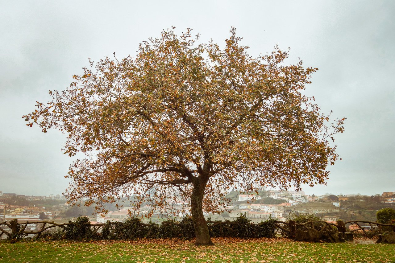 Quercus - The Oak Tree